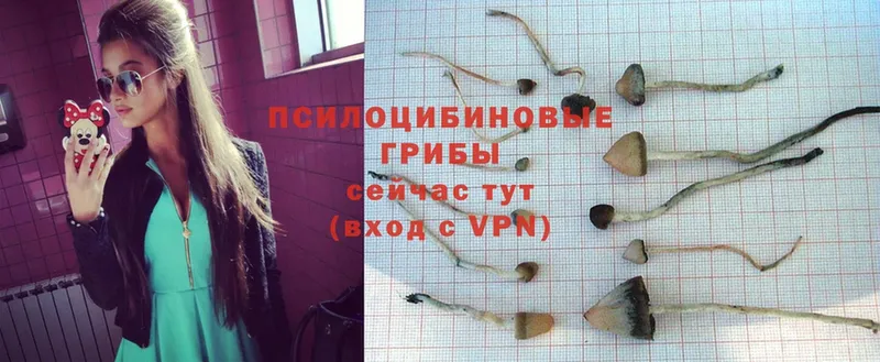 Псилоцибиновые грибы Psilocybe  Тольятти 